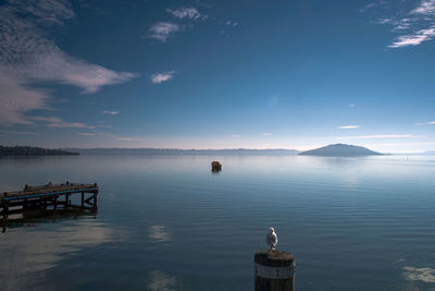 View of birds on sea against sky