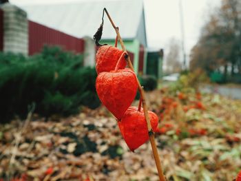 Close-up of red berries on plant