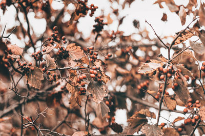 Close-up of dried leaves on tree