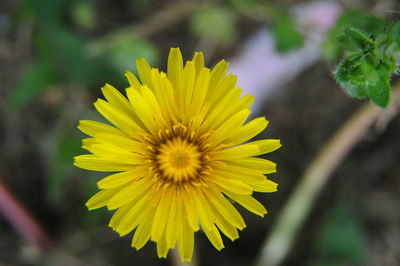 Close-up of yellow flower blooming outdoors