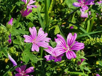 Close-up of pink flowering plants