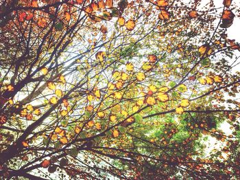 Low angle view of tree