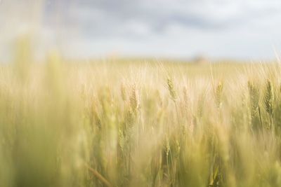 Wheat growing on field against sky