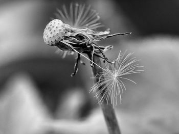 Close-up of insect on flower