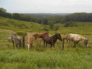 Horses on field against sky