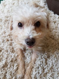 Close-up portrait of dog