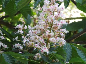 Close-up of flowers