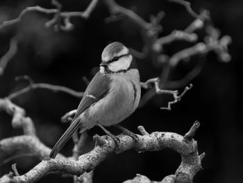 Close-up side view of a bird on branch