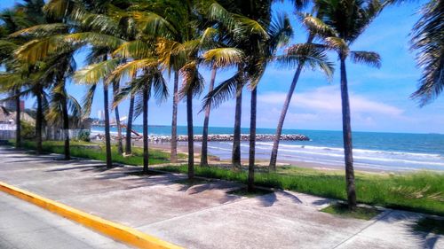 Palm trees on beach against sky