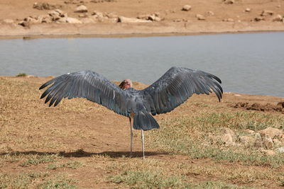 High angle view of gray heron on water