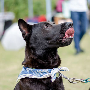 Close-up of black dog on field