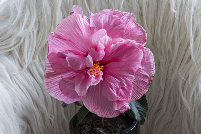 High angle view of pink flowering plant