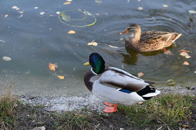 High angle view of mallard ducks in lake