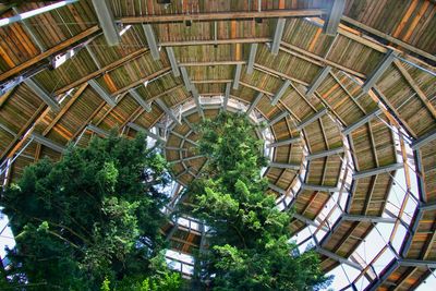 Low angle view of trees