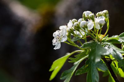 Close-up of white flowering plant