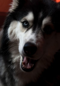 Close-up portrait of dog