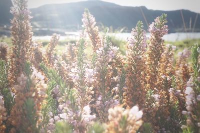 Close-up of flowers growing in field