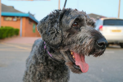 Close-up of a dog looking away in city
