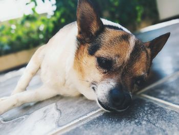 Close-up portrait of dog