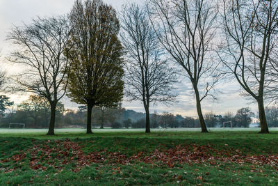 Bare trees on grassy field