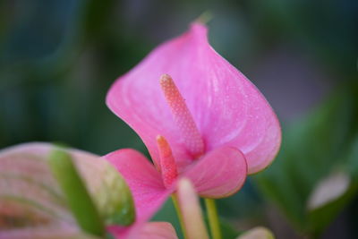 Close-up of pink lily