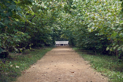 Footpath amidst trees