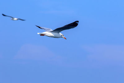 Low angle view of seagulls flying