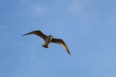 Low angle view of seagull flying