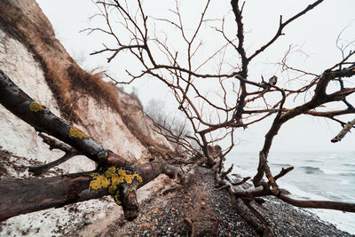 Bare tree on beach by sea against sky