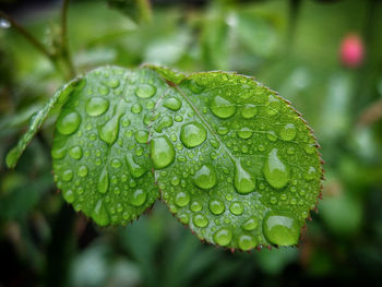 Close-up of wet plant leaves