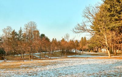 Trees on field against sky during winter