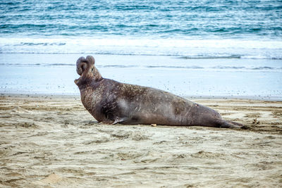 View of a dog on beach