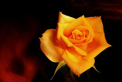 Close-up of rose against black background