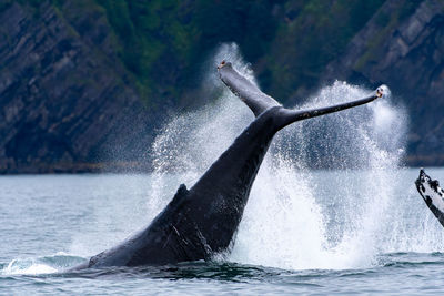 Low angle view of whale swimming in sea