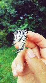 Close-up of hand holding butterfly