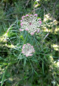 Close-up of pink flowers