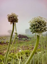 Close-up of flowers blooming on field