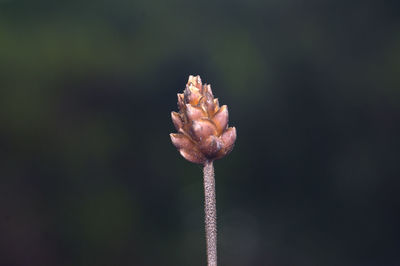 Close-up of flower against blurred background