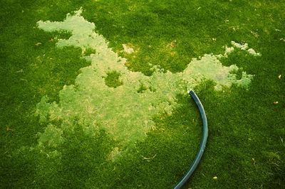 High angle view of water flowing from hose on grassy field