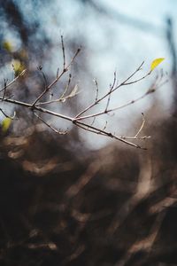 Close-up of plant against sky