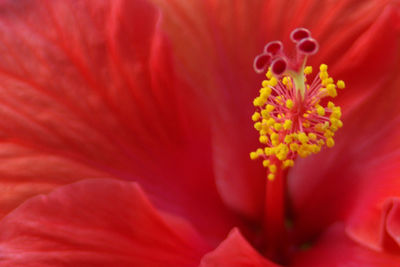 Close-up of red flower