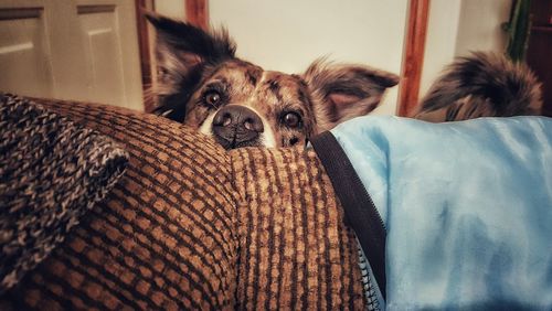 Portrait of dog by sofa at home