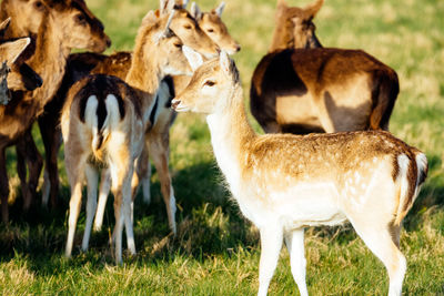 Deer standing in a field