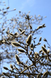 Low angle view of flowering plant against clear sky