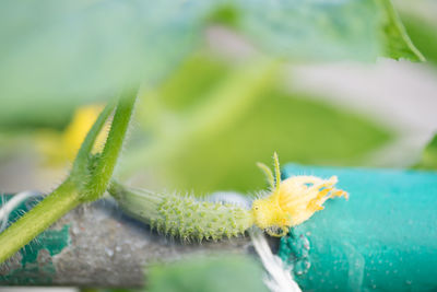 Close-up of insect on leaf