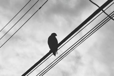 Low angle view of silhouette bird perching on cable against sky