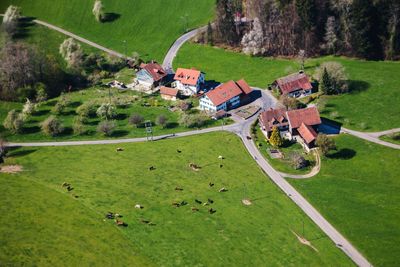 High angle view of trees