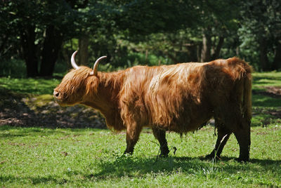 Red brown primal cattle in the pasture