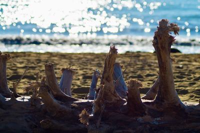 Close-up of driftwood on beach against sky