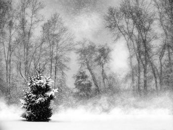 Trees in forest during winter
